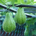 Chayote Squash Plant Live, Chayote Plant, Gallon Pot, 7 to 10 Inc Tall, Live Garden Vegetable Vine