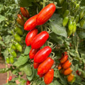 San Marzano Tomato Plant Live in 4" Pot, 4-6 Inch Tall Starter Plant, Live Tomato Seedlings for Garden and Container Growing