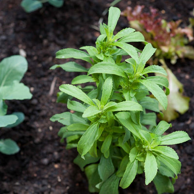 2 Stevia Plants Live Outdoor Indoor, in 4" Pots, Perennial Stevia Herb for Garden Home, 4-6 Inch Tall