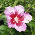 1 Purple Rose of Sharon Plant Live 4 Inch Pot, Hibiscus Plant with Stunning Flowers, Purple Althea Hibiscus Syriacus