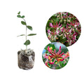 Honeysuckle Live Plant, Fragrant Honeysuckle Vines, Perennial Lonicera Bush for Outdoor Garden 3-6 Inches (Yellow Pink)
