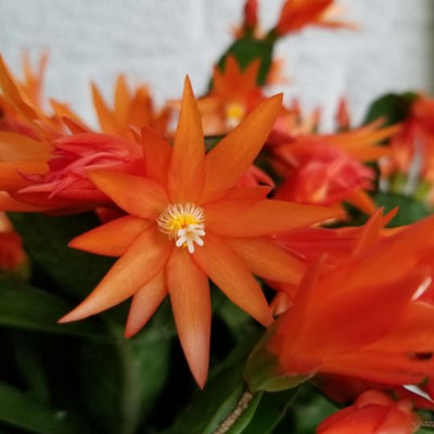 Easter Cactus Plant in 4'' Pot, Spring Blooming Succulent, Holiday Cactus, Indoor Flowering Houseplant (Orange Blooms)