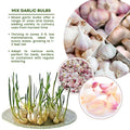 1 Pound Garlic Bulbs for Planting, Fresh High-Yield Hardy Garlic for Garden or Container Growing