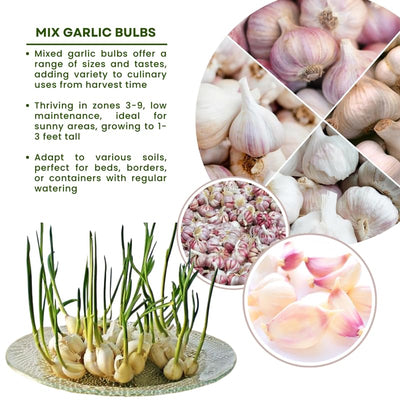1 Pound Garlic Bulbs for Planting, Fresh High-Yield Hardy Garlic for Garden or Container Growing