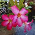 Pink Desert Rose Live Plant, Succulent Cactus Plant, Adenium Desert Rose Plant Live, Colorful Bonsai Tree, 4 to 8 Inches Tall