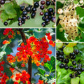 3 Mix Currant Bush Live Plants, Currant Plants Live for Planting 5 to 8 Inch Tall, Currant Berry Fruit Tree Well Rooted Starter Plant