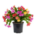 Random Easter Cactus Plant Live, Spring Easter Cactus Plant, 4-6 Inc Tall, Potted in 2 Inc Pot, Vibrant Bloom Houseplant for Hanging Basket, Pot and Shelves