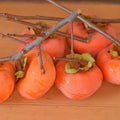 Persimmon Tree Plant Live, Fruit Tree, 1-2 Ft Tall