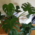 Monstera Plant Live in 4'' Pot, Swiss Cheese Live Plant for Home and Office Decoration, Live Houseplant, 5-7 Inc Tall