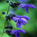 Blue Sage Live Plant, Violet Blue Color Salvia Sage Herb for Grow Indoors Outdoor in 3 Inch Pot