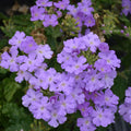 Pack 3 Light Lavender Verbena Plants Live Perennial Ground Cover, No Pot, 5-9" in Tall, Can Grow As Trailing Bushes, Spring Flowers