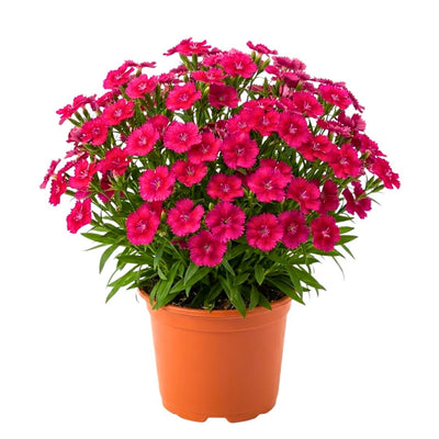 Pack 2 Red Dianthus Live Plant, Red Carnation Flower in Pot, Perennial Plant for Garden and Container Growing, 5-8" in Tall
