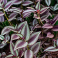 Purple Silver Wandering Jew Live Plant, Wandering Jew Tradescantia Zebrina Plant in 2.5 Inch Pot, Wandering Jew Vining Plant