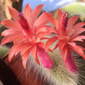 Trailing Monkey Tail Cactus Live Plant, 6-8 Inch Bare Root, Rare Succulent Plant for Indoor Growing, Pots and Hanging Planters