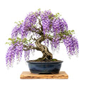 Purple Wisteria Tree Live Plant Well Rooted in 4 Inch Pot, Fragrant Wisteria Flowers for Outdoor Planting, 4 to 7 Inches Height