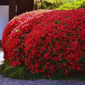 Red Reblooming Azalea Rhododendron Plant Live in 4 Inch Pot, Azalea Rhododendron Bush Shrub, Bloom in Spring, Late Summer, Fall Rebloom