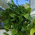 Golden Pothos Plant, Live Pothos Plant, Variegated Pothos Plant, Pothos Vines Plant 4 Inches Potted House Plant Indoors Live, Indoor House Plant