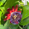 2 Abundant Bloom Deep Red Passion Flower Plants Live, Passiflora Live Plant for Trailing, Climbing Trellis Outdoor, 5-9" in Tall, Perennial, Fragrant