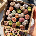 Lithops Live Plants Mix Lithop Succulents Plants Live Bulk, 20Pcs Rock Living Stone Succulent Live Plants Large Size Live Houseplant