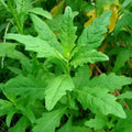 Epazote Plant Live Outdoor, Epazote Herbs Live Plant Gardening, 6 to 8Inc Tall, Easy to Plant Garden