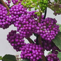 American Beautyberry Plant Live in 4'' Pot, Purple Berries Tree, 4-6'' Tall, Ornamental Plant for Indoor Outdoor Planting, Ready to Grow