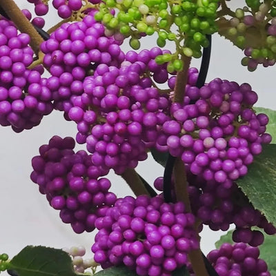 American Beautyberry Plant Live in 4'' Pot, Purple Berries Tree, 4-6'' Tall, Ornamental Plant for Indoor Outdoor Planting, Ready to Grow