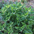 Set 4 Catnip Plants, 4-6 Inch Tall Live Catnip Starter Herbs, Easy to Grow Indoor Outdoor Herb Garden Plant, Plant in Soil, No Pot