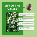 Pack of 6 Pips White Lily of the Valley, Lily of the Valley Plant Live, White Flower for Indoor Outdoor Planting