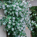 Fragrant Ghost Climbing Honeysuckle Plant Live Vine, Lonicera Perennial Honeysuckle Plants Bushes Shrubs in 2.5 Inch Pot, 5-10" Tall
