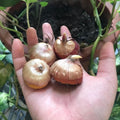 10 Gladiolus Mix Bulbs - Assorted Color Gladiolus Bulbs, Summer Blooming Flower Bulbs