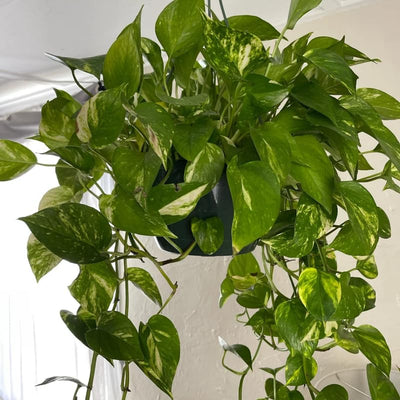 Golden Pothos Plant, Live Pothos Plant, Variegated Pothos Plant, Pothos Vines Plant 4 Inches Potted House Plant Indoors Live, Indoor House Plant