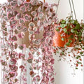 String of Hearts Plant Live, Variegated String of Hearts Plant Live, Succulent Vine Plant Live for Hanging Baskets, 2.5 Inches Pot