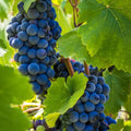 Seedless Grape Vine Live Plant for Planting, 6-10" Potted, Cold Hardy, Spring Fast-Growing and High Yielding (Large Blue-Black Grapes Variety)