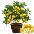 Golden Apple Tree Plant Live, Landscape Fruit Tree, 2-3 Ft Tall