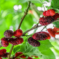 Red Mulberry Plant Live for Planting in Quart Pot, Mulberry Tree Live Plant 8 to 14 Inc Height, Sweet Mulberry Fruits Seedlding Ready to Grow
