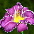 Daylily Plant, Purple Yellow Daylily Plant for Planting, Daylilies Perennial Plant, Daylilies Live Plant, Live Daylily Flowers Plant 4 Inches Potted for Garden
