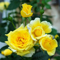 Mini Rose Plant Live, Miniature Rose Bush in 3.5" Pot, Spring Blooming Mini Rose, 4–5" Tall, Indoor Outdoor Flowering Plant for Home Garden (Yellow)
