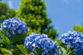 Blue Hydrangea Plant Live, 6 Inc to 12 Inc Tall, Shrub Bush Plant Tree for Garden