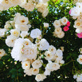 Climbing Roses Live Plant, Climbing Rose Plant Live, 5 to 7'' Tall, Fragrant Flower Bush Plants for Gardening (White)