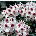 Big 1 Gallon Bright White Rhododendron Plants Live, 1-3 Years Old Azalea Plants Live Shrubs Bushes for Planting, Very Well Rooted