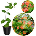 Dropmore Scarlet Climbing Honeysuckle Plant Live, Fragrant Honeysuckle Plants Vine Bushes in 2.5 Inch Pot