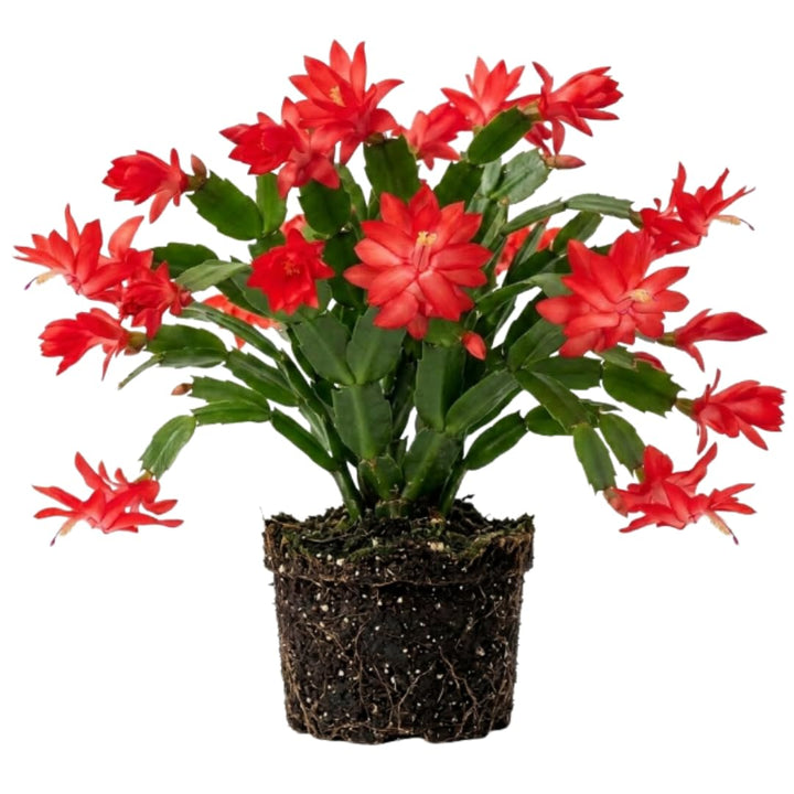 Red Christmas Cactus Live Plant, Holiday Cactus, 4-6 Inch Tall