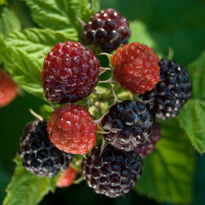 Raspberry Plant Live for Planting 6 to 12 Inch Height, Raspberry Bush Live Plant to Grow, Sweet Raspberries Seedling (Black Raspberry)