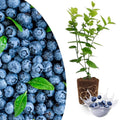 Sharpblue Blueberry Plant Live for Planting, Blueberry Bushes for Planting, 4"-7" Cold Hardy Blueberries Southern Highbush