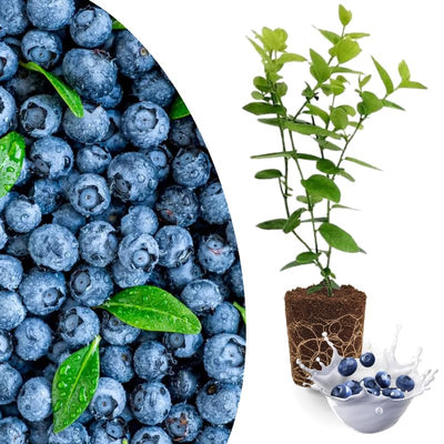 Sharpblue Blueberry Plant Live for Planting, Blueberry Bushes for Planting, 4"-7" Cold Hardy Blueberries Southern Highbush