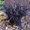 1 Black Fountain Grass Plant Live for Planting, Ornamental Grass Perennial Garden 5-9 Inch Tall