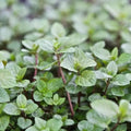 Live Mint Herb Plant, Perennial Mint Plant, Fragrant Mints, 3.5 Inch Pot for Indoor or Outdoor Growing (Chocolate Mint)