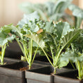 Kale Plants Live for Planting, Live Kale Vegetable in 4" Pot, 3 to 5 Inches Tall, 3 Plants Per Pot, Starter Plant for Home Garden