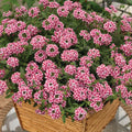 Pack 3 Bicolor Red White Verbena Plants Live Perennial Ground Cover, No Pot, 5-9" in Tall, Can Grow As Trailing Bushes, Spring Flowers