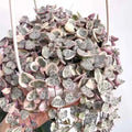 Variegated String of Hearts Plant Live, Ceropegia Woodii Vine, Live Succulent Indoor Houseplant, 2.5 Inch Pot